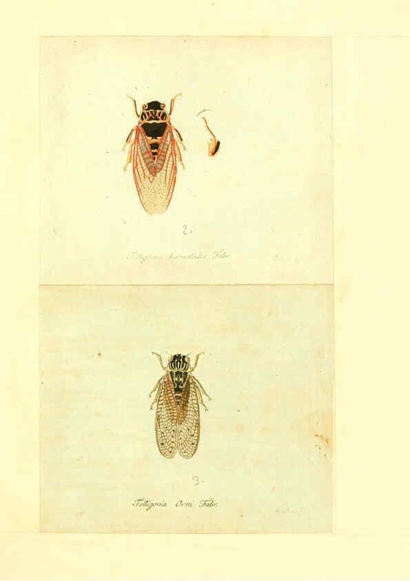Reproducción/Reproduction 6055752793: Faunae insectorum Germanicae initia Nuremberg :Felsecker,1792-1823 