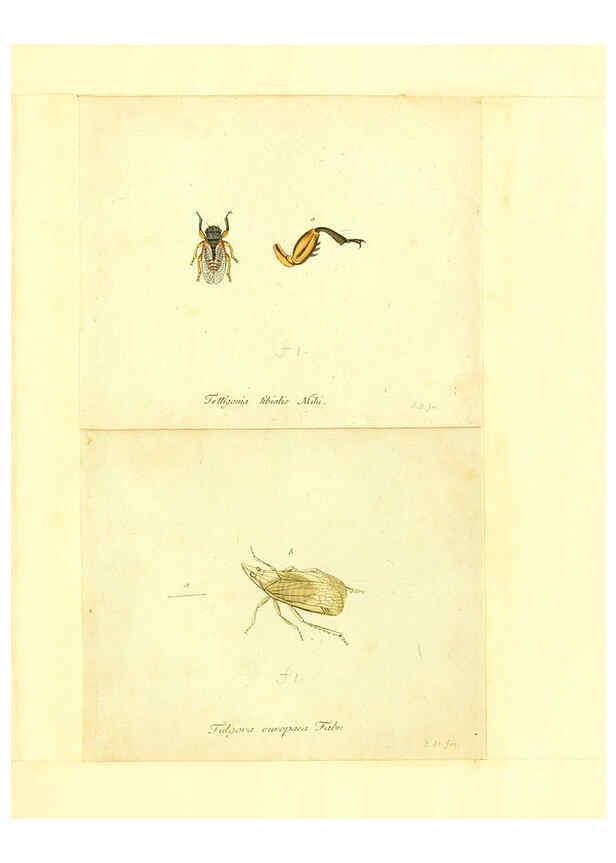 Reproducción/Reproduction 6056299422: Faunae insectorum Germanicae initia Nuremberg :Felsecker,1792-1823 
