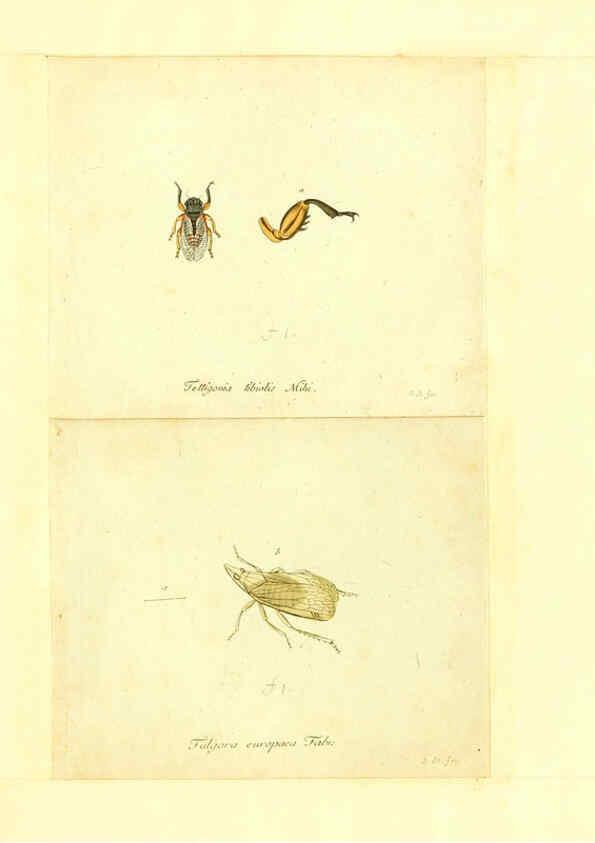 Reproducción/Reproduction 6056299422: Faunae insectorum Germanicae initia Nuremberg :Felsecker,1792-1823 