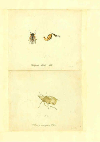 Reproducción/Reproduction 6056299422: Faunae insectorum Germanicae initia Nuremberg :Felsecker,1792-1823 