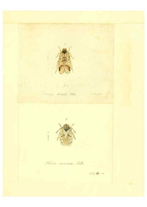 Reproducción/Reproduction 6055753377: Faunae insectorum Germanicae initia Nuremberg :Felsecker,1792-1823 