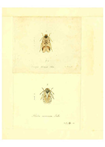 Reproducción/Reproduction 6055753377: Faunae insectorum Germanicae initia Nuremberg :Felsecker,1792-1823 