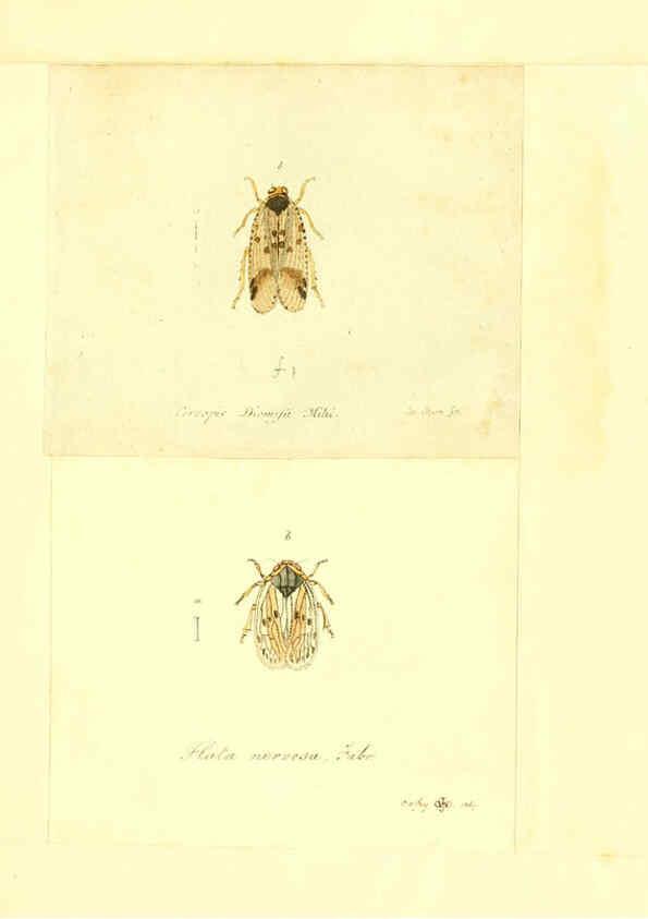 Reproducción/Reproduction 6055753377: Faunae insectorum Germanicae initia Nuremberg :Felsecker,1792-1823 