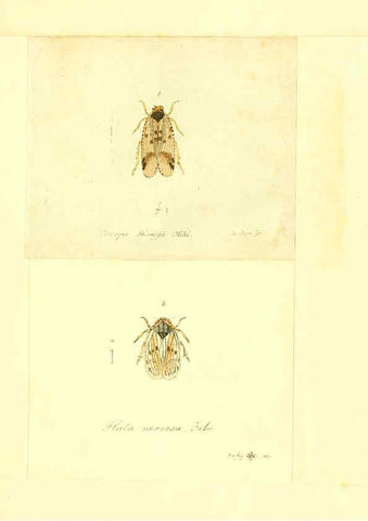 Reproducción/Reproduction 6055753377: Faunae insectorum Germanicae initia Nuremberg :Felsecker,1792-1823 