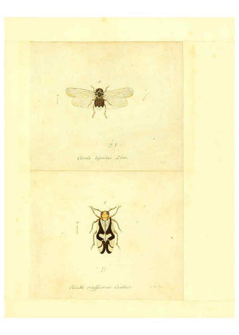 Reproducción/Reproduction 6056299988: Faunae insectorum Germanicae initia Nuremberg :Felsecker,1792-1823 