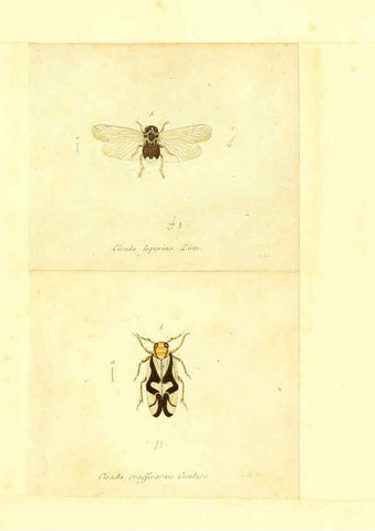 Reproducción/Reproduction 6056299988: Faunae insectorum Germanicae initia Nuremberg :Felsecker,1792-1823 