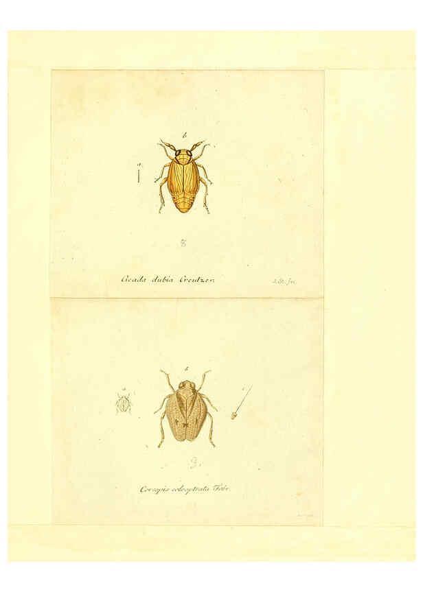 Reproducción/Reproduction 6056300358: Faunae insectorum Germanicae initia Nuremberg :Felsecker,1792-1823 