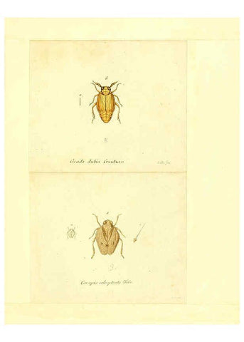 Reproducción/Reproduction 6056300358: Faunae insectorum Germanicae initia Nuremberg :Felsecker,1792-1823 