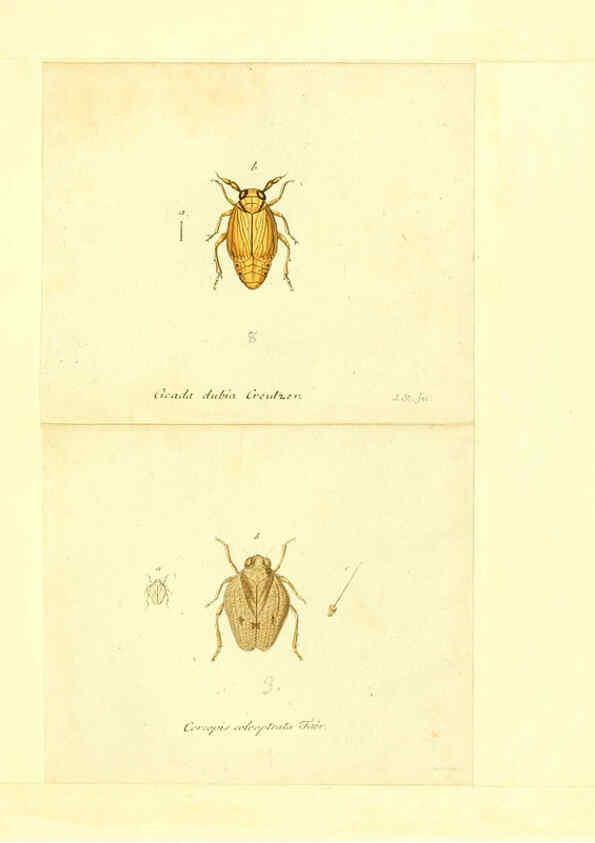Reproducción/Reproduction 6056300358: Faunae insectorum Germanicae initia Nuremberg :Felsecker,1792-1823 