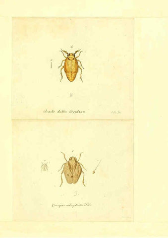 Reproducción/Reproduction 6056300358: Faunae insectorum Germanicae initia Nuremberg :Felsecker,1792-1823 