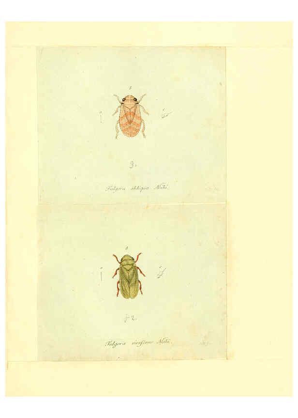 Reproducción/Reproduction 6056300738: Faunae insectorum Germanicae initia Nuremberg :Felsecker,1792-1823 
