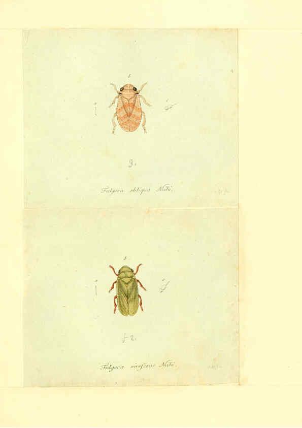 Reproducción/Reproduction 6056300738: Faunae insectorum Germanicae initia Nuremberg :Felsecker,1792-1823 