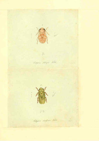 Reproducción/Reproduction 6056300738: Faunae insectorum Germanicae initia Nuremberg :Felsecker,1792-1823 
