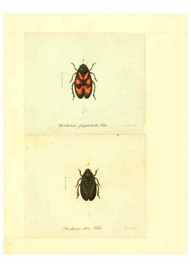 Reproducción/Reproduction 6056301064: Faunae insectorum Germanicae initia Nuremberg :Felsecker,1792-1823 