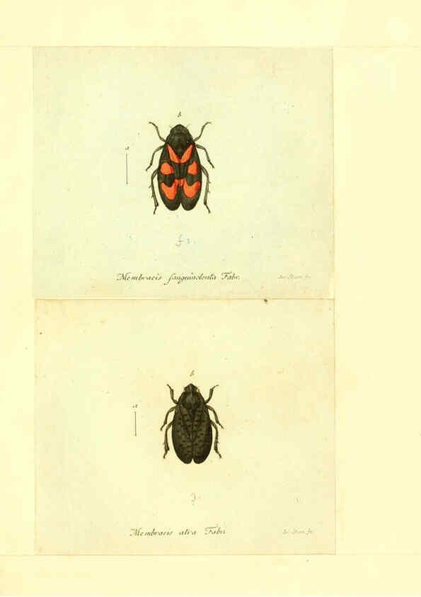 Reproducción/Reproduction 6056301064: Faunae insectorum Germanicae initia Nuremberg :Felsecker,1792-1823 