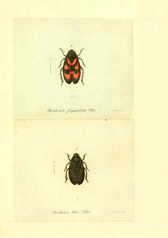 Reproducción/Reproduction 6056301064: Faunae insectorum Germanicae initia Nuremberg :Felsecker,1792-1823 