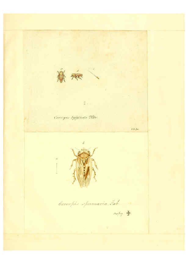 Reproducción/Reproduction 6056301412: Faunae insectorum Germanicae initia Nuremberg :Felsecker,1792-1823 