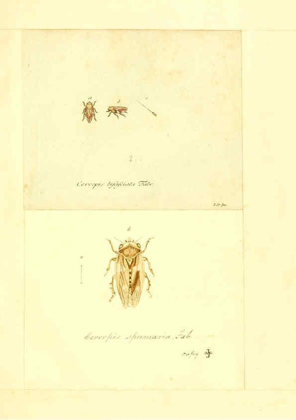Reproducción/Reproduction 6056301412: Faunae insectorum Germanicae initia Nuremberg :Felsecker,1792-1823 