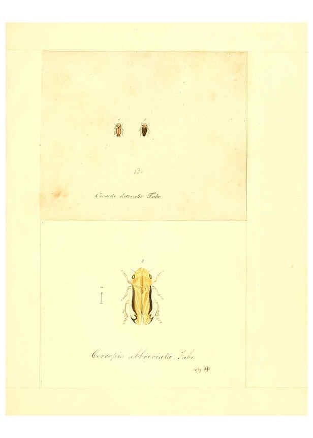 Reproducción/Reproduction 6056301728: Faunae insectorum Germanicae initia Nuremberg :Felsecker,1792-1823 