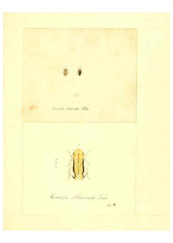 Reproducción/Reproduction 6056301728: Faunae insectorum Germanicae initia Nuremberg :Felsecker,1792-1823 