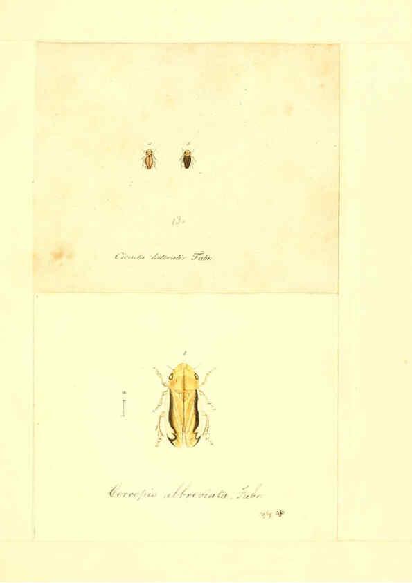 Reproducción/Reproduction 6056301728: Faunae insectorum Germanicae initia Nuremberg :Felsecker,1792-1823 
