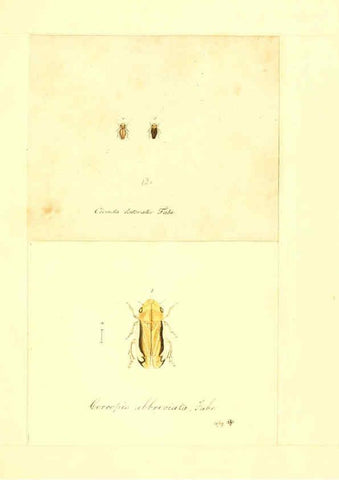Reproducción/Reproduction 6056301728: Faunae insectorum Germanicae initia Nuremberg :Felsecker,1792-1823 