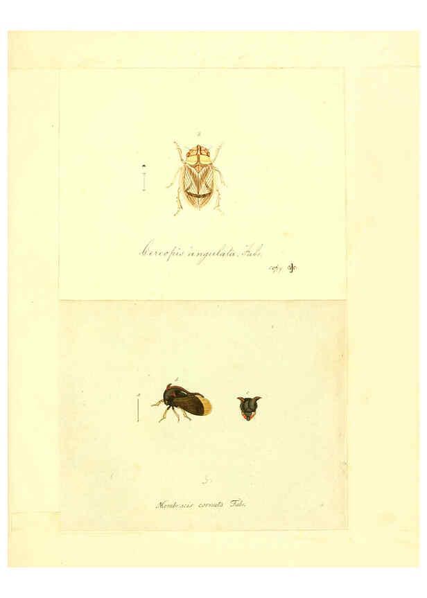 Reproducción/Reproduction 6056302314: Faunae insectorum Germanicae initia Nuremberg :Felsecker,1792-1823 