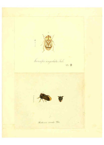 Reproducción/Reproduction 6056302314: Faunae insectorum Germanicae initia Nuremberg :Felsecker,1792-1823 
