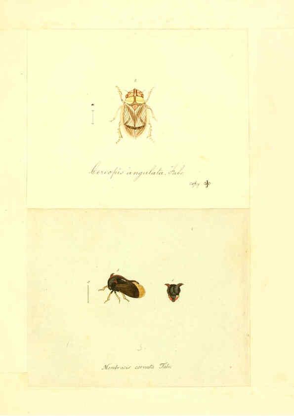 Reproducción/Reproduction 6056302314: Faunae insectorum Germanicae initia Nuremberg :Felsecker,1792-1823 
