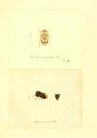 Reproducción/Reproduction 6056302314: Faunae insectorum Germanicae initia Nuremberg :Felsecker,1792-1823 