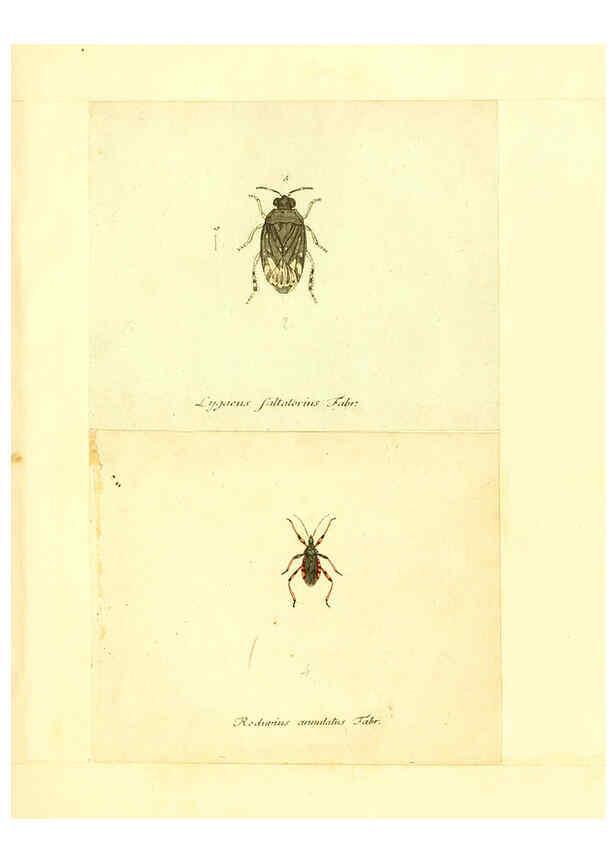 Reproducción/Reproduction 6056297582: Faunae insectorum Germanicae initia Nuremberg :Felsecker,1792-1823 