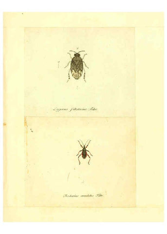 Reproducción/Reproduction 6056297582: Faunae insectorum Germanicae initia Nuremberg :Felsecker,1792-1823 