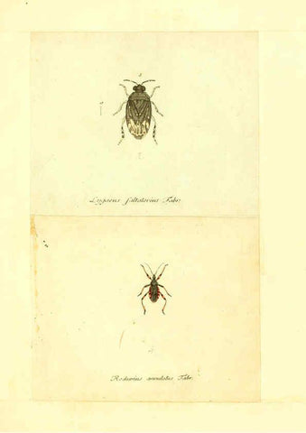 Reproducción/Reproduction 6056297582: Faunae insectorum Germanicae initia Nuremberg :Felsecker,1792-1823 