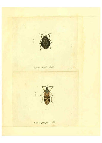 Reproducción/Reproduction 6056297328: Faunae insectorum Germanicae initia Nuremberg :Felsecker,1792-1823 