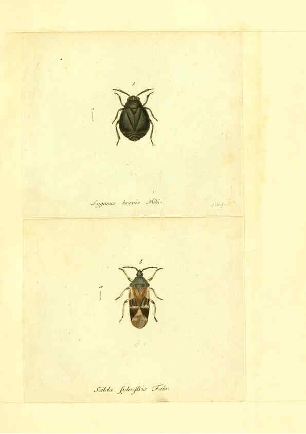 Reproducción/Reproduction 6056297328: Faunae insectorum Germanicae initia Nuremberg :Felsecker,1792-1823 