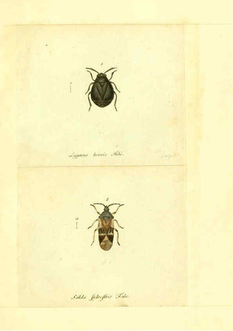 Reproducción/Reproduction 6056297328: Faunae insectorum Germanicae initia Nuremberg :Felsecker,1792-1823 