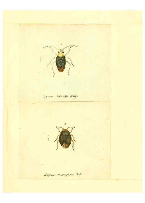 Reproducción/Reproduction 6056296802: Faunae insectorum Germanicae initia Nuremberg :Felsecker,1792-1823 