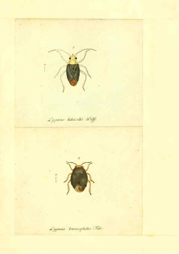 Reproducción/Reproduction 6056296802: Faunae insectorum Germanicae initia Nuremberg :Felsecker,1792-1823 