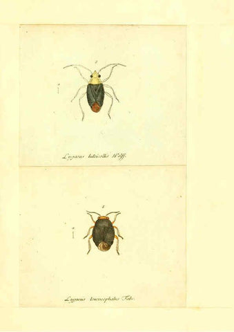 Reproducción/Reproduction 6056296802: Faunae insectorum Germanicae initia Nuremberg :Felsecker,1792-1823 