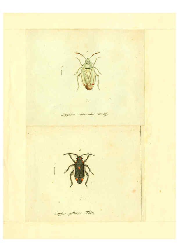 Reproducción/Reproduction 6055750047: Faunae insectorum Germanicae initia Nuremberg :Felsecker,1792-1823 