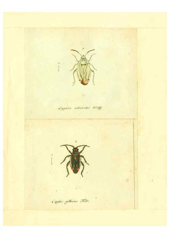 Reproducción/Reproduction 6055750047: Faunae insectorum Germanicae initia Nuremberg :Felsecker,1792-1823 
