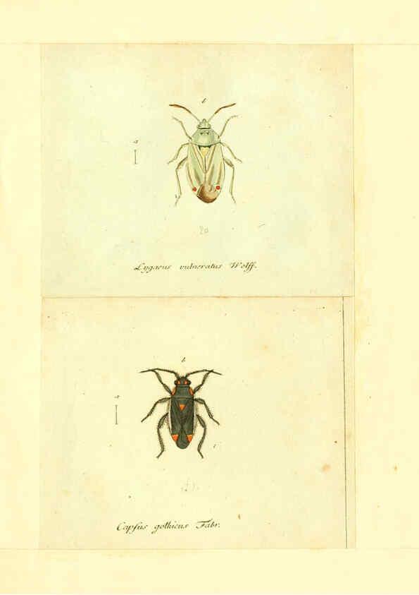 Reproducción/Reproduction 6055750047: Faunae insectorum Germanicae initia Nuremberg :Felsecker,1792-1823 