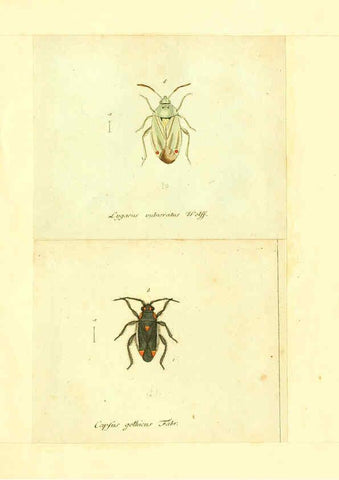Reproducción/Reproduction 6055750047: Faunae insectorum Germanicae initia Nuremberg :Felsecker,1792-1823 