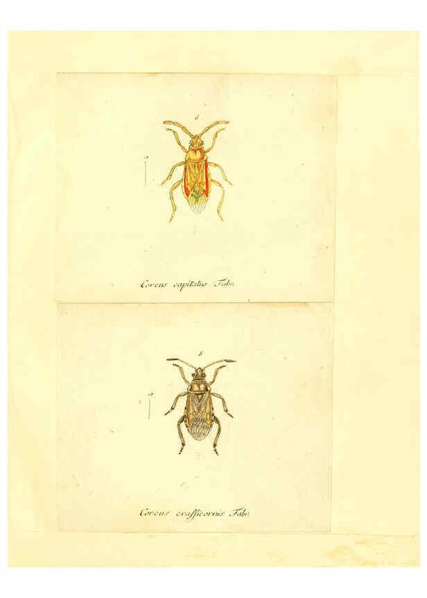 Reproducción/Reproduction 6056291528: Faunae insectorum Germanicae initia Nuremberg :Felsecker,1792-1823 