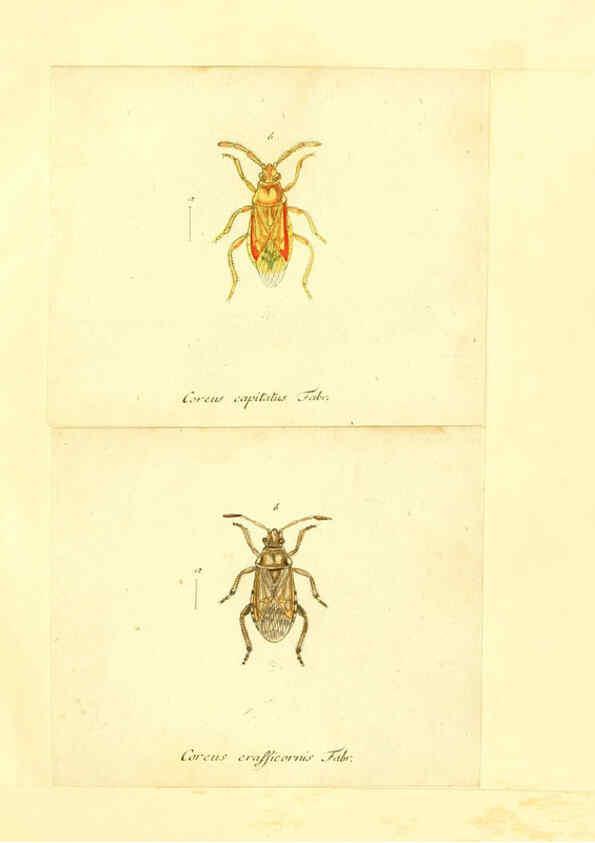Reproducción/Reproduction 6056291528: Faunae insectorum Germanicae initia Nuremberg :Felsecker,1792-1823 
