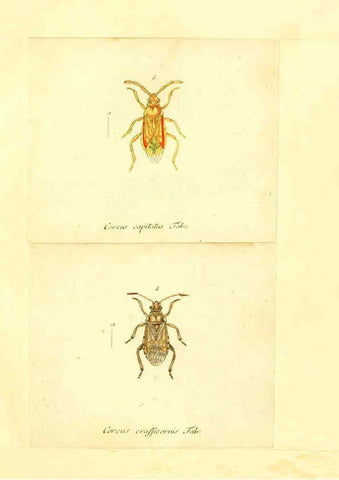 Reproducción/Reproduction 6056291528: Faunae insectorum Germanicae initia Nuremberg :Felsecker,1792-1823 