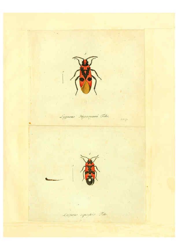 Reproducción/Reproduction 6056291766: Faunae insectorum Germanicae initia Nuremberg :Felsecker,1792-1823 