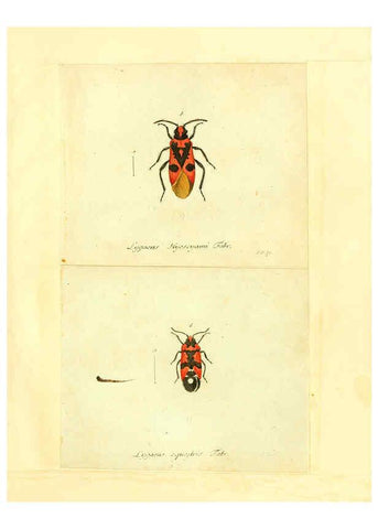 Reproducción/Reproduction 6056291766: Faunae insectorum Germanicae initia Nuremberg :Felsecker,1792-1823 