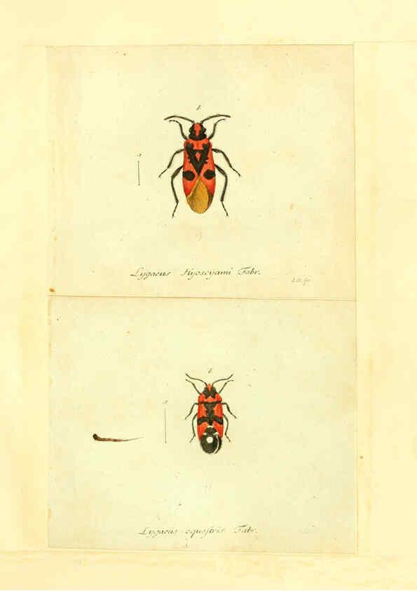Reproducción/Reproduction 6056291766: Faunae insectorum Germanicae initia Nuremberg :Felsecker,1792-1823 