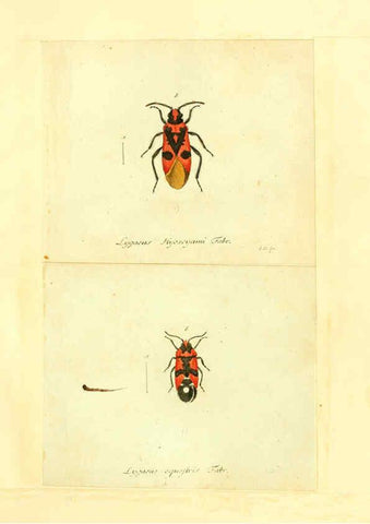 Reproducción/Reproduction 6056291766: Faunae insectorum Germanicae initia Nuremberg :Felsecker,1792-1823 